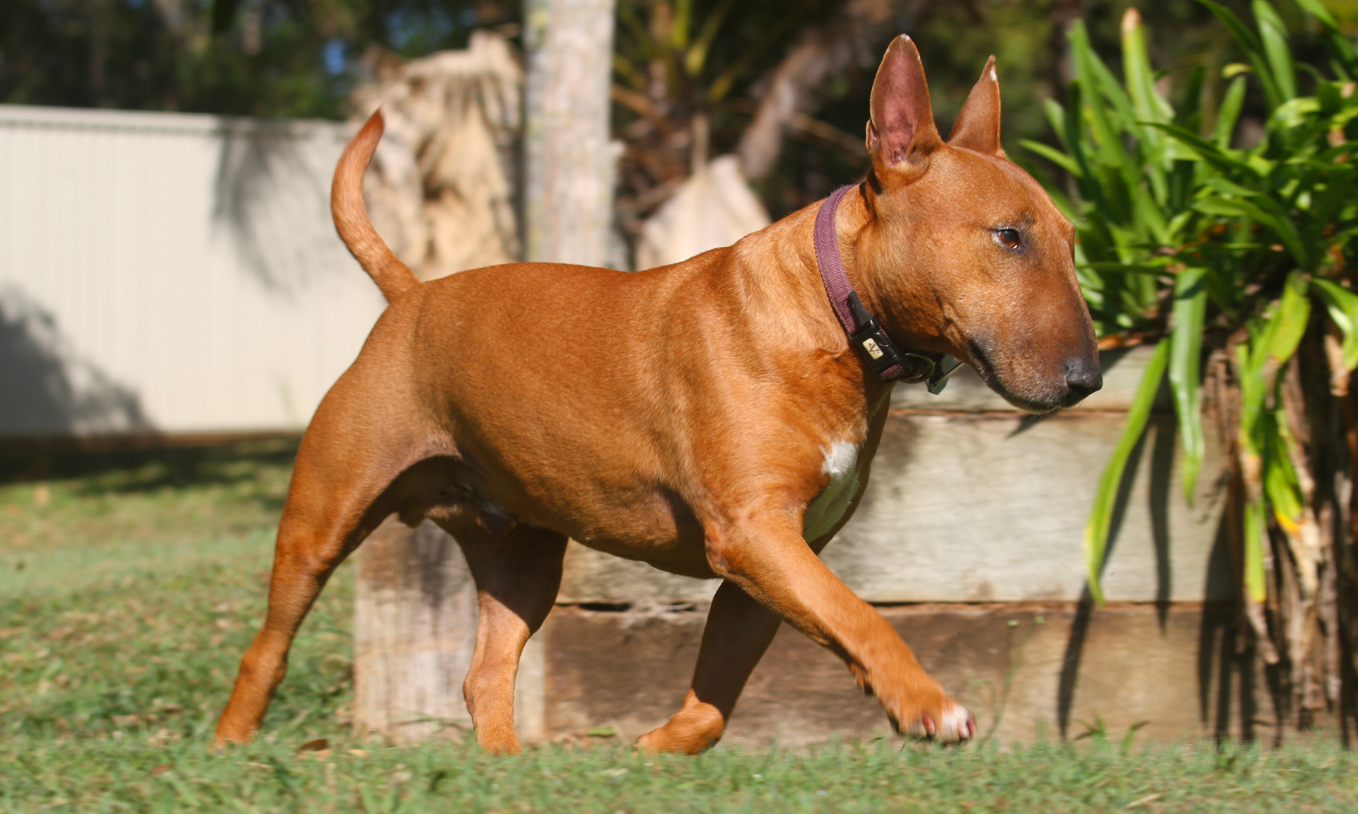 Foto van Bullterriër miniatuur