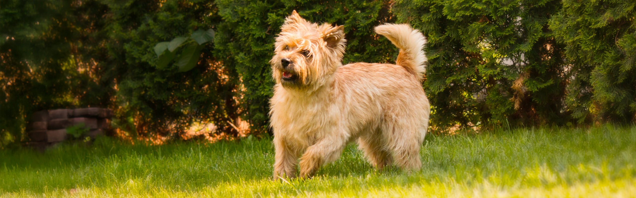 Cairnterrier RashondenWijzer