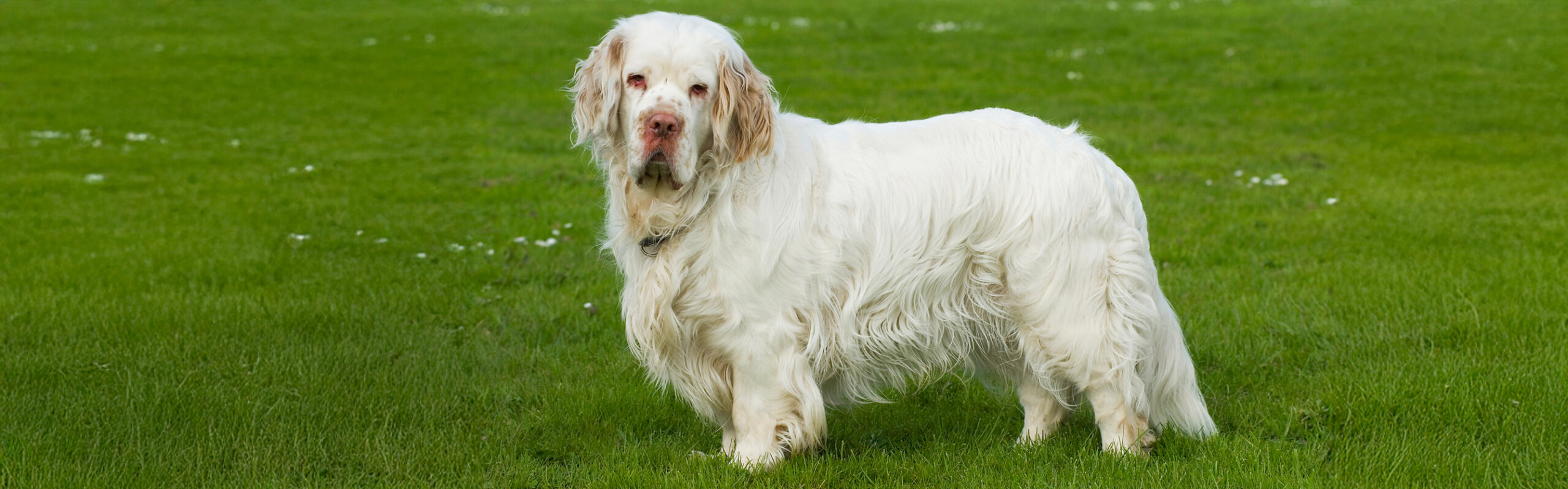 Clumberspaniel RashondenWijzer