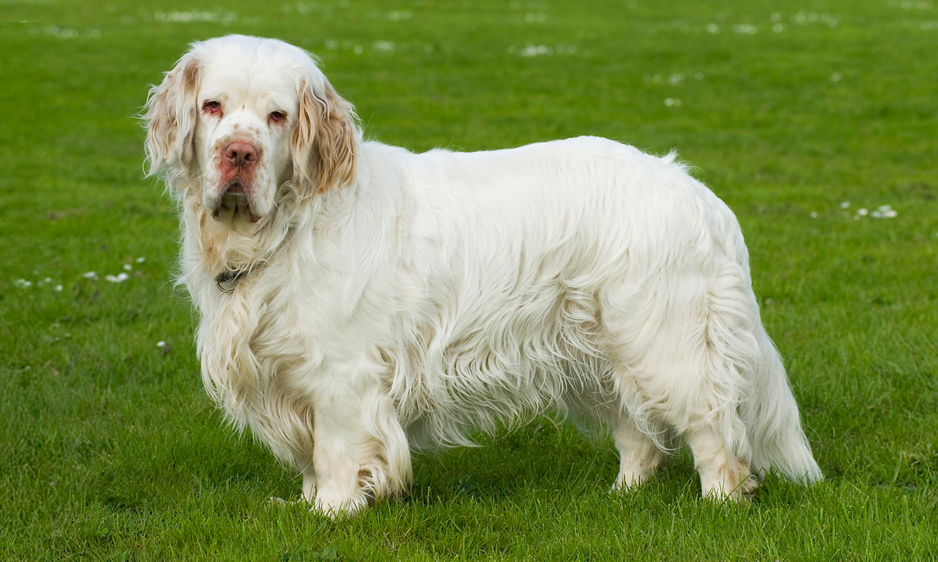 Foto van Clumberspaniel
