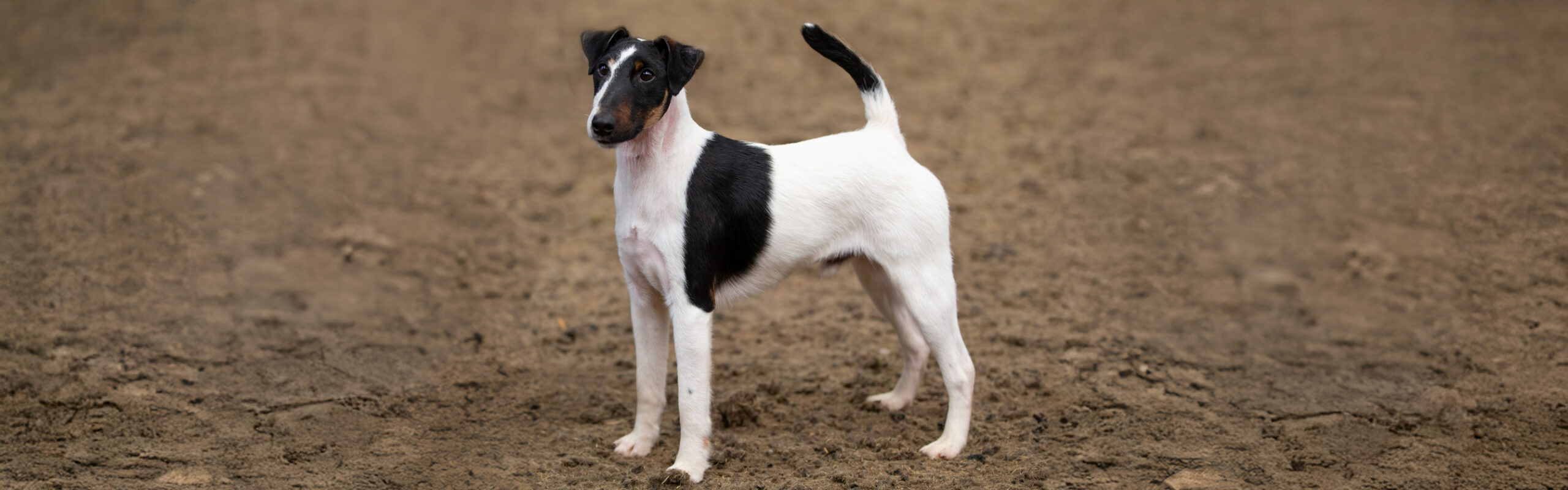 Foxterrier gladhaar RashondenWijzer