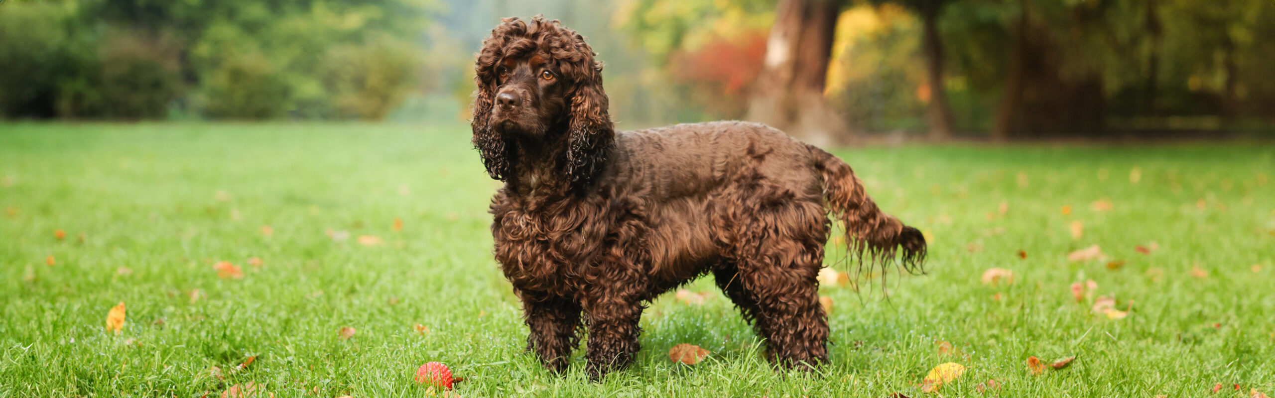 Ierse waterspaniel RashondenWijzer