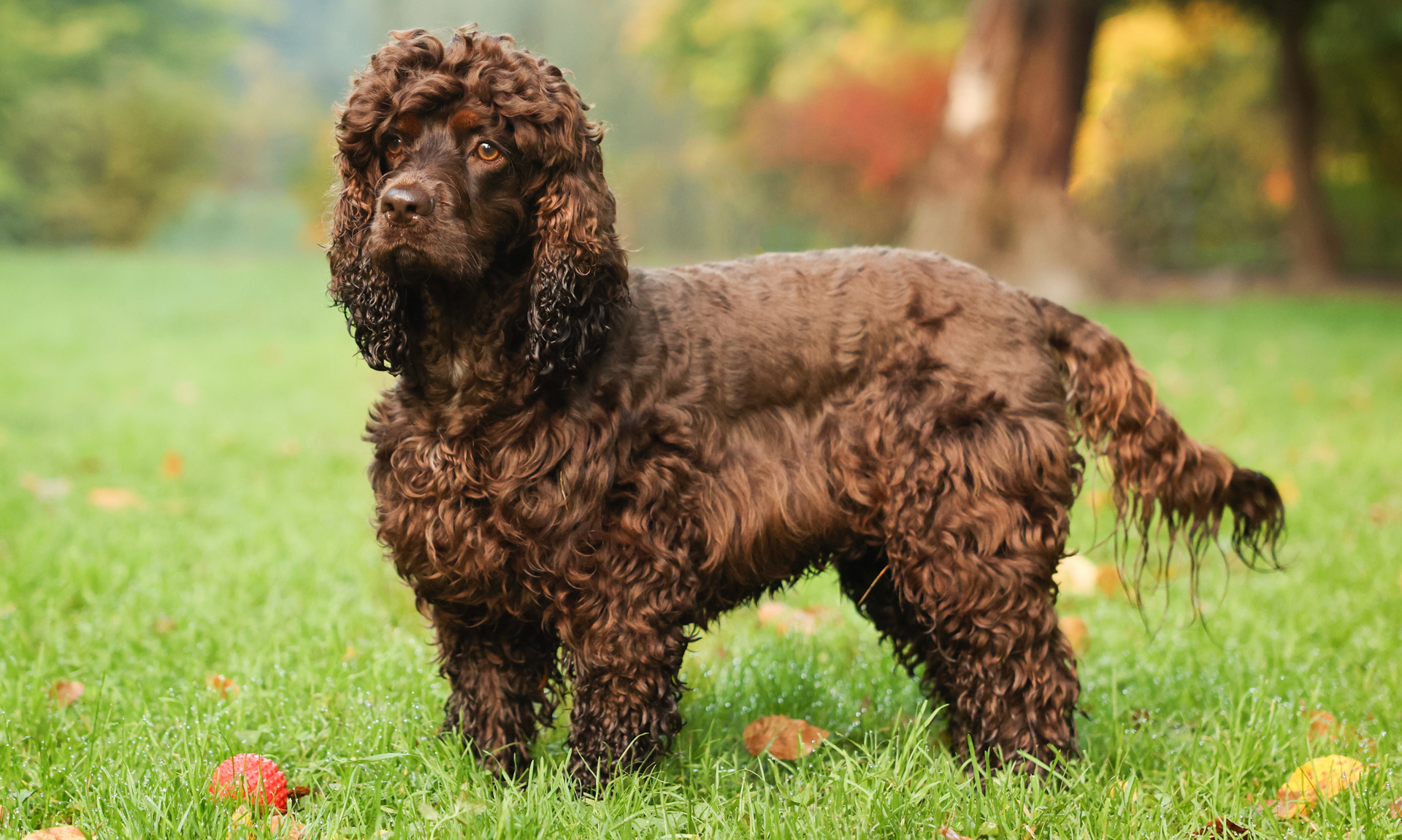 Foto van Ierse waterspaniel