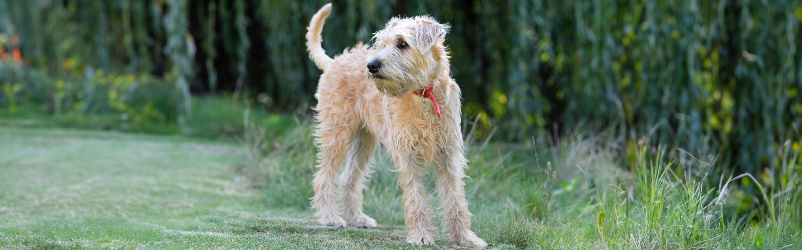 Ierse soft coated wheaten terrier RashondenWijzer