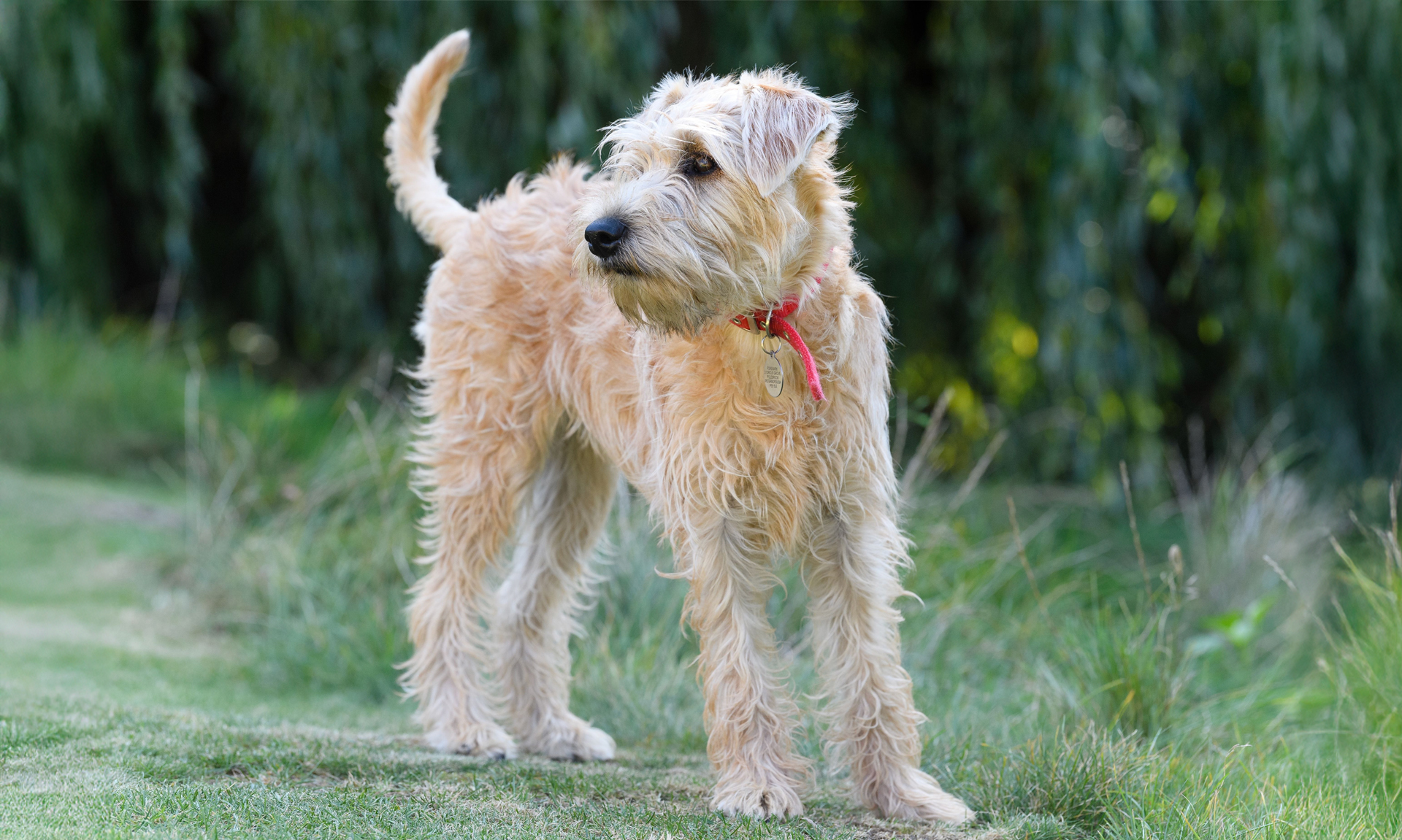 Foto van Ierse softcoated wheaten terriër