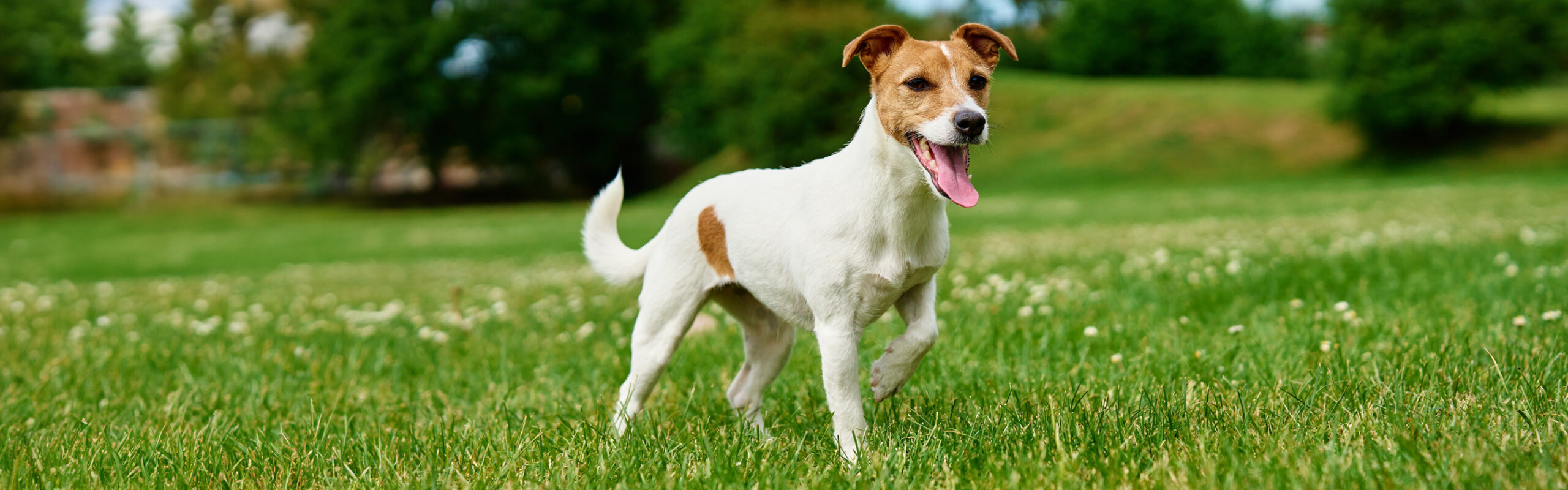 Jack russell terriër RashondenWijzer