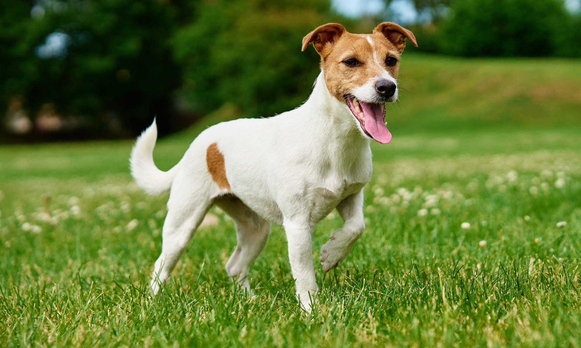 Foto van Jack russell terriër