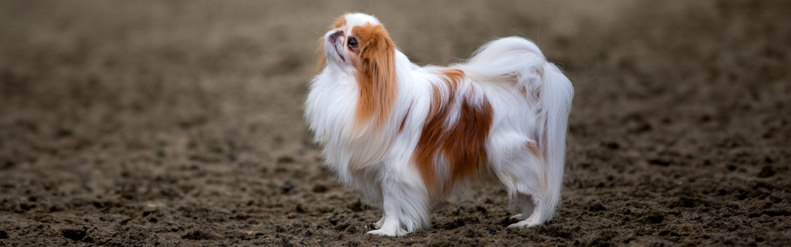 Japanse spaniel RashondenWijzer
