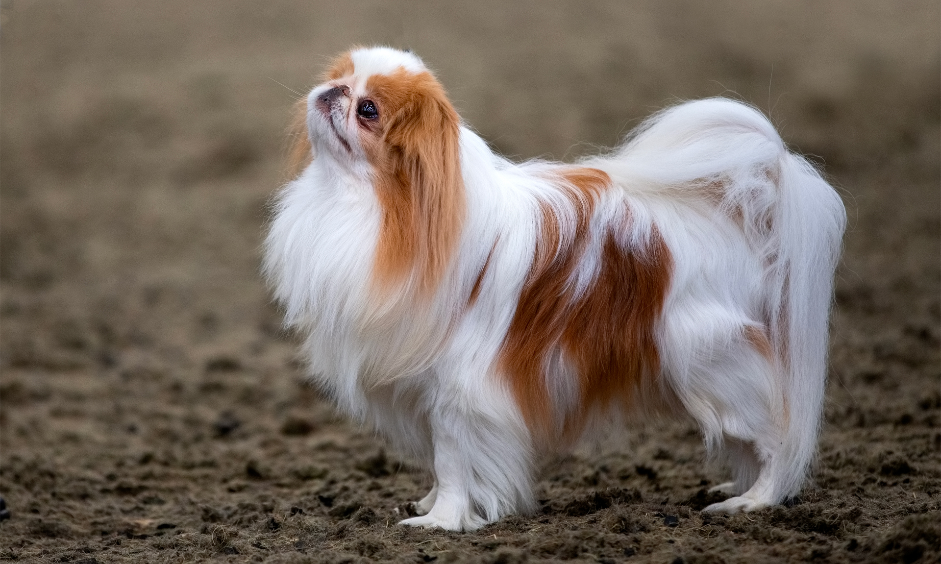 Foto van Japanse spaniel