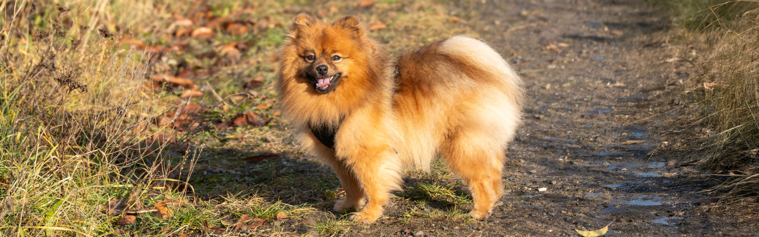 Pomeriaan dwergkeeshond Rashondenwijzer