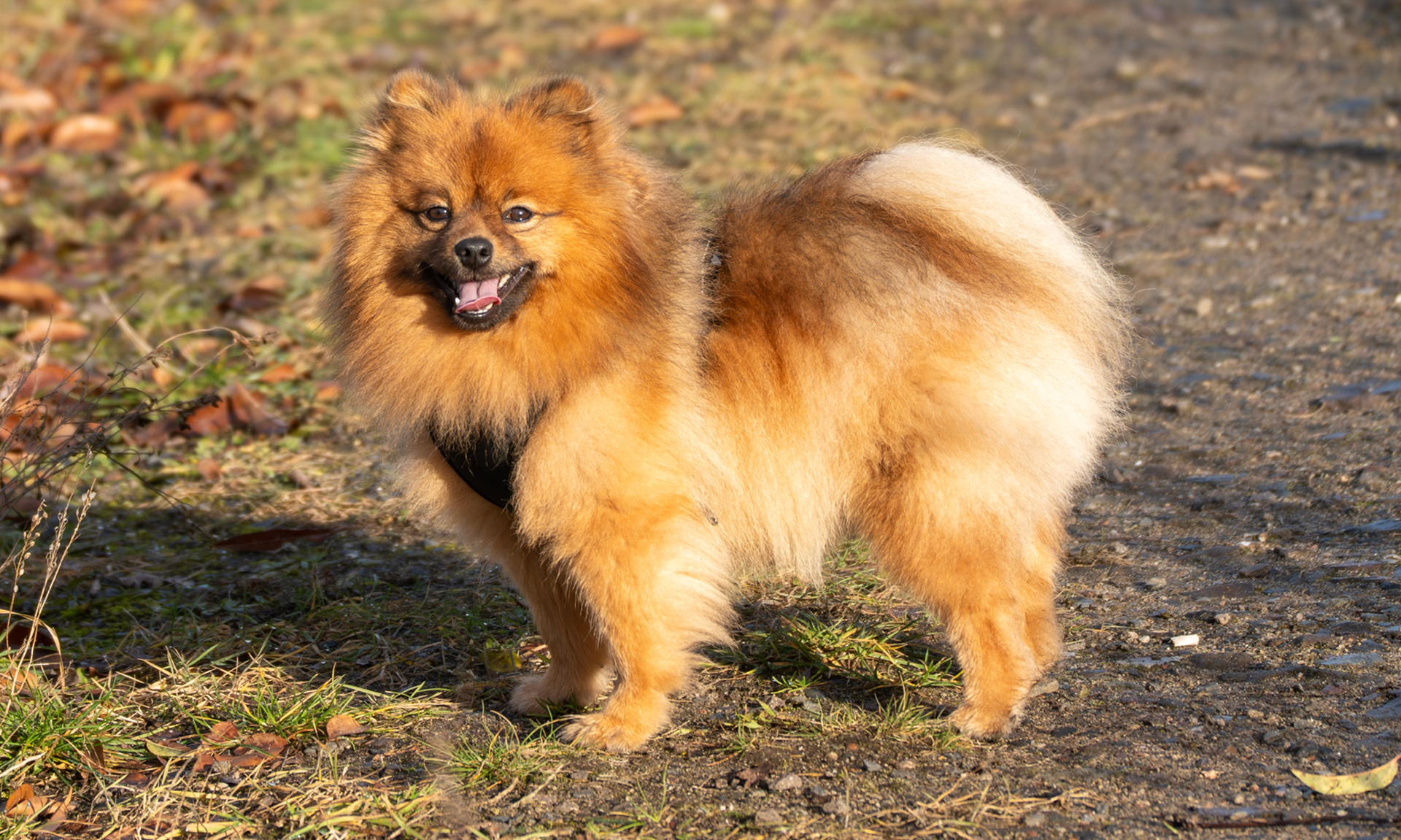 Foto van Pomeriaan / dwergkeeshond