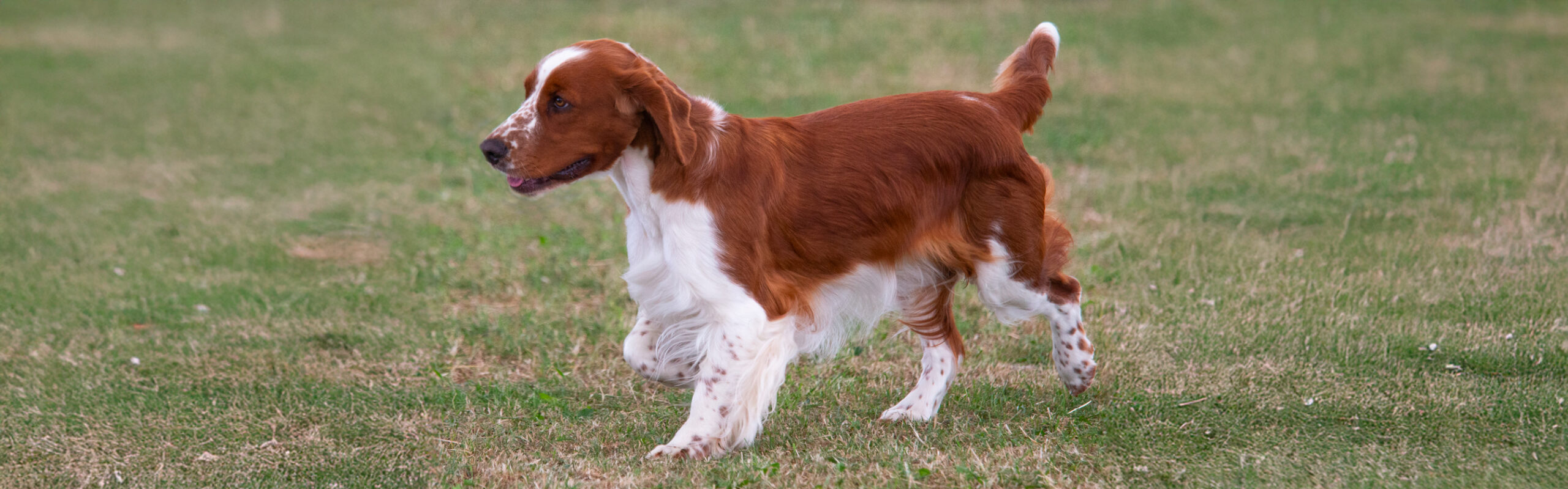 Welsh springer spaniel RashondenWijzer