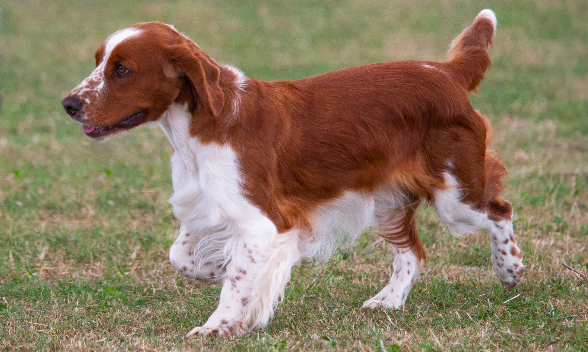 Foto van Welsh springerspaniel