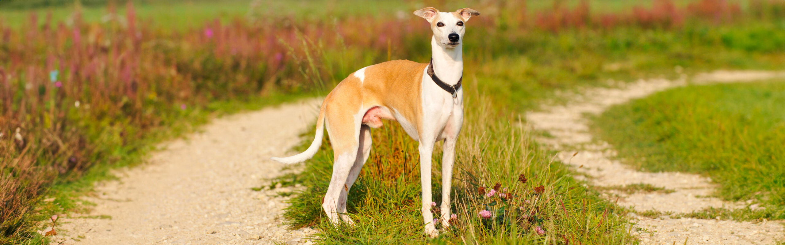 Whippet RashondenWijzer