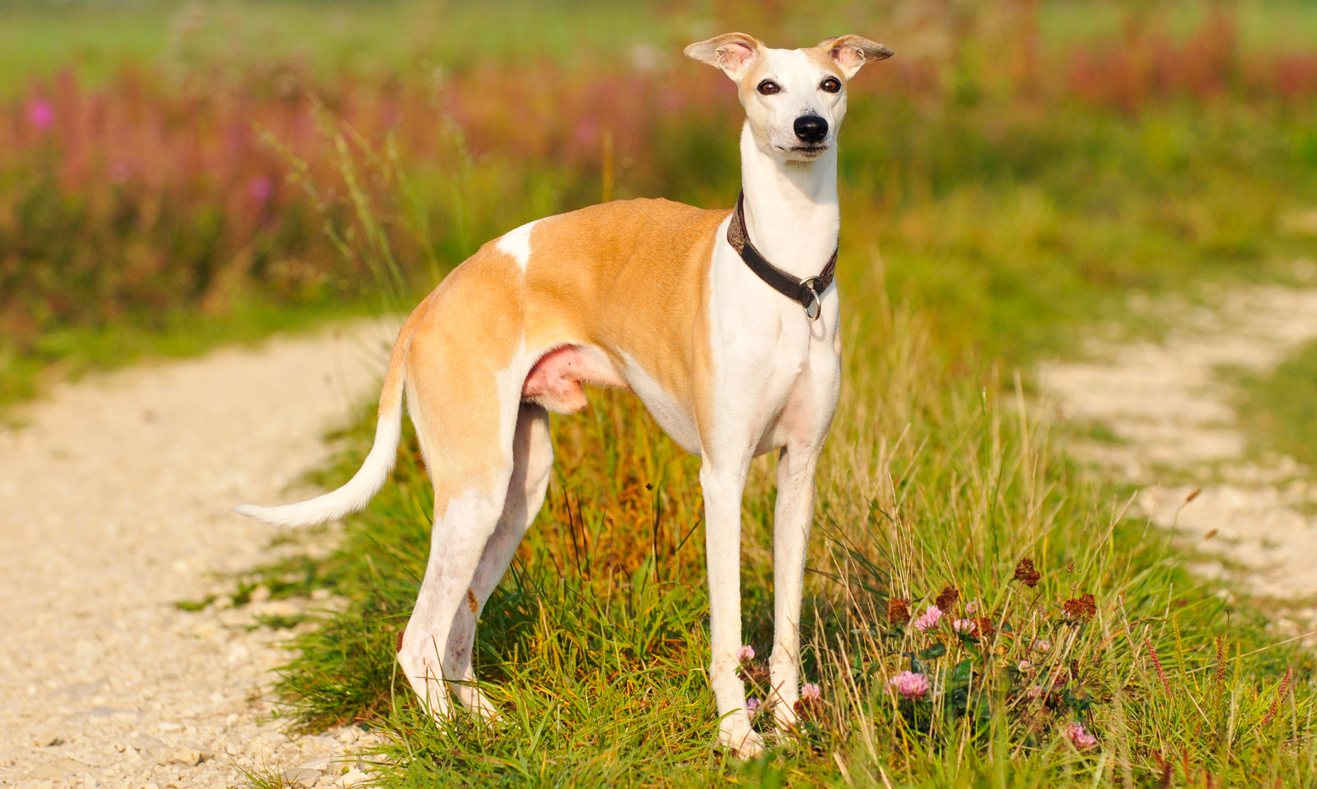 Foto van Whippet