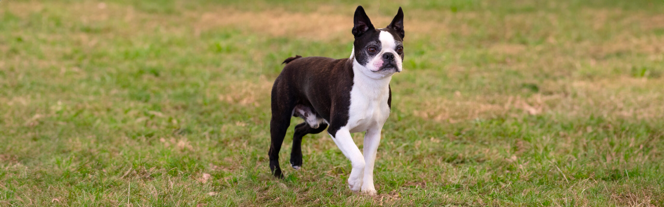 Bostonterrier RashondenWijzer