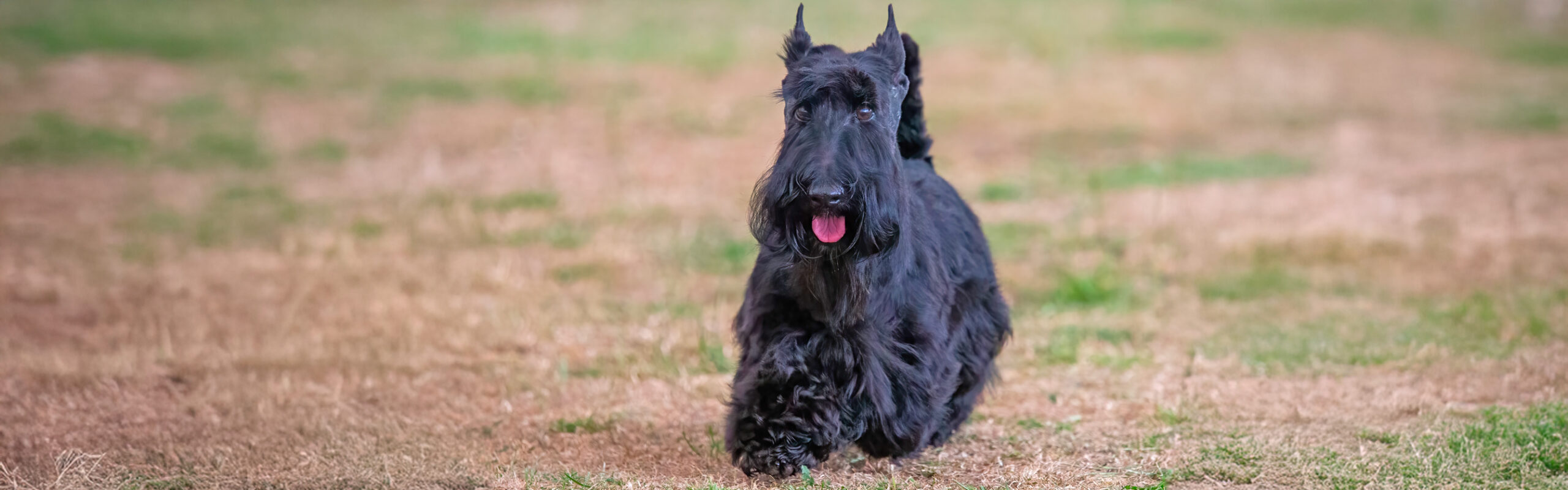 Schotse terrier RashondenWijzer